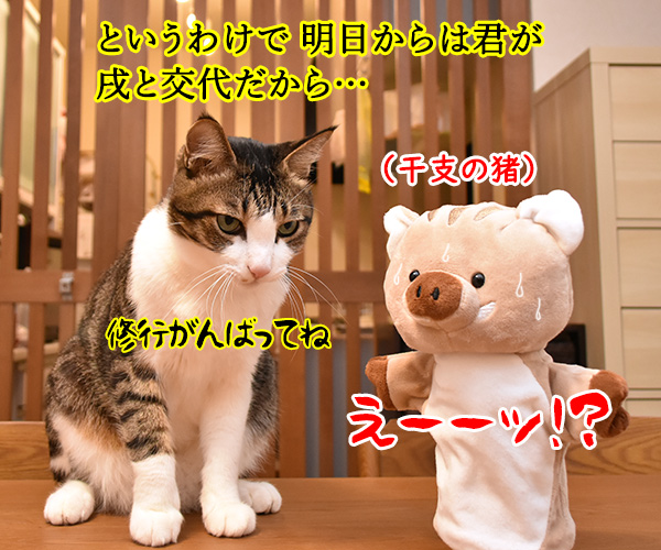 干支の戌も今日で終わりなのッ　猫の写真で４コマ漫画　４コマ目ッ