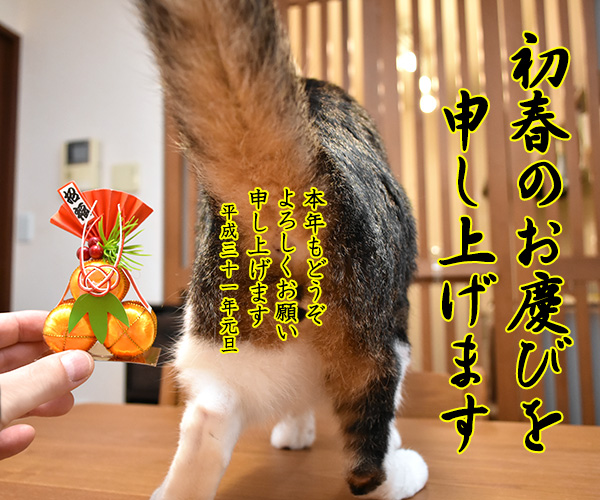 お正月だから 初春のお慶びを申し上げマースッ　猫の写真で４コマ漫画　２コマ目ッ