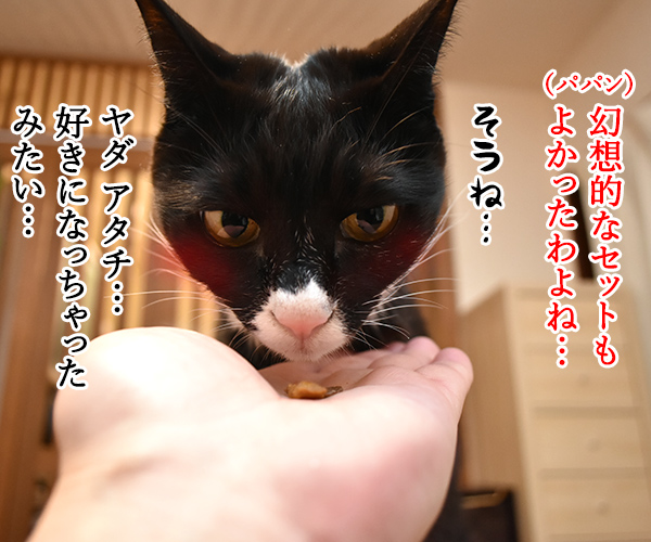 紅白の米津玄師はよかったわねッ　猫の写真で４コマ漫画　２コマ目ッ