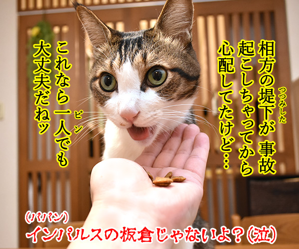 紅白の米津玄師はよかったわねッ　猫の写真で４コマ漫画　４コマ目ッ