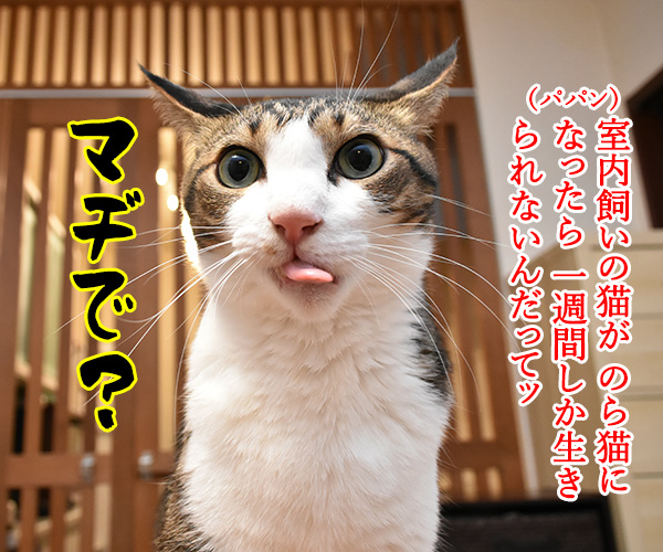 室内飼いの猫さんが のら猫になったら？