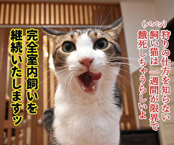 室内飼いの猫さんが のら猫になったら？　猫の写真で４コマ漫画　２コマ目ッ