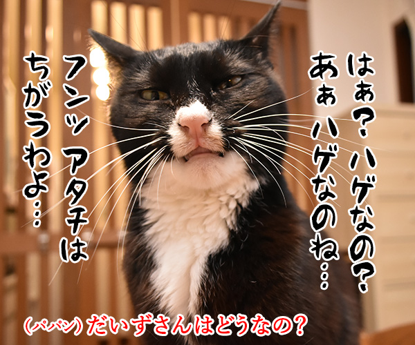 室内飼いの猫さんが のら猫になったら？　猫の写真で４コマ漫画　３コマ目ッ