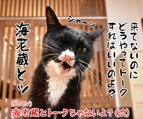 とびきりのエピソードトークをお願いしますッ　猫の写真で４コマ漫画　４コマ目ッ