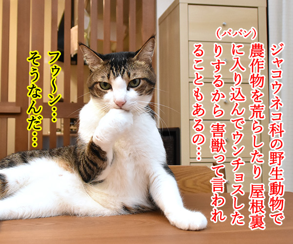 パパンちの庭にハクビシンが来てるみたいなのッ　猫の写真で４コマ漫画　２コマ目ッ