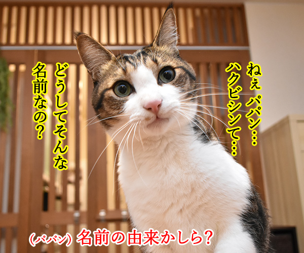 パパンちの庭にハクビシンが来てるみたいなのッ　猫の写真で４コマ漫画　３コマ目ッ