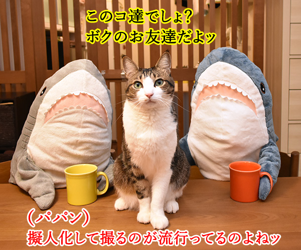 IKEAのサメがブームらしいのよッ　猫の写真で４コマ漫画　２コマ目ッ