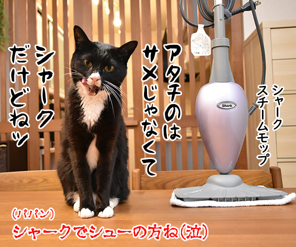 IKEAのサメがブームらしいのよッ　猫の写真で４コマ漫画　４コマ目ッ