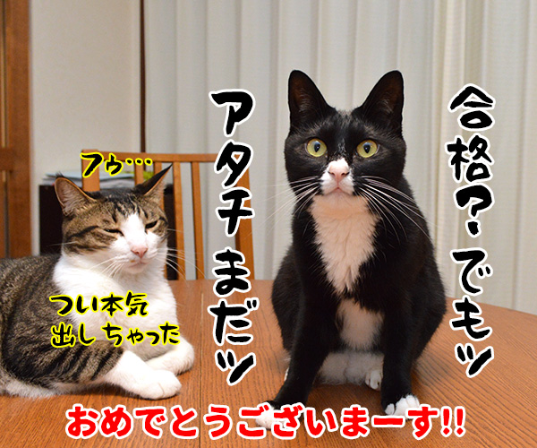 のど自慢大会　其の四　猫の写真で４コマ漫画　４コマ目ッ