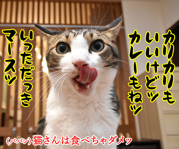 きょうはカレーの日なんだってッ　猫の写真で４コマ漫画　２コマ目ッ