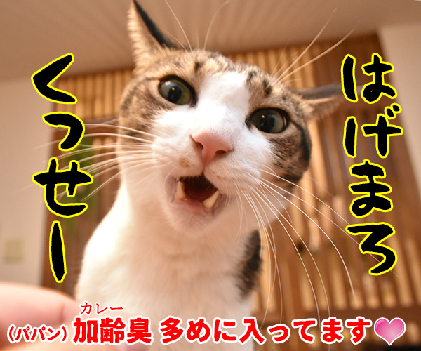 きょうはカレーの日なんだってッ　猫の写真で４コマ漫画　４コマ目ッ