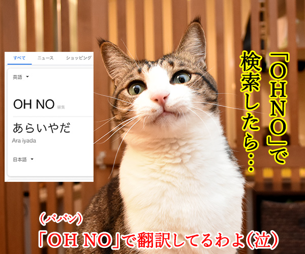 嵐が2020年いっぱいで活動休止なんですってッ　猫の写真で４コマ漫画　４コマ目ッ