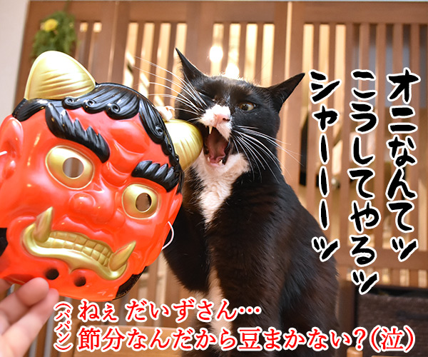 今日は節分だから歳の数だけ豆を食べるのよッ　猫の写真で４コマ漫画　１コマ目ッ