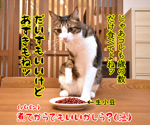 今日は節分だから歳の数だけ豆を食べるのよッ　猫の写真で４コマ漫画　４コマ目ッ