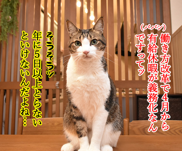 働き方改革で5日以上の有給休暇が義務化なんですってッ　猫の写真で４コマ漫画　１コマ目ッ