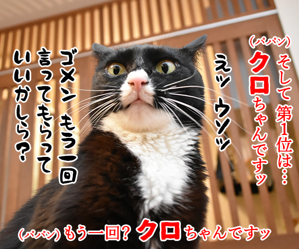 猫の名前ランキング大調査2019 結果発表！　猫の写真で４コマ漫画　３コマ目ッ