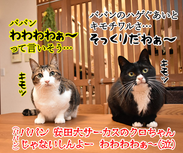 猫の名前ランキング大調査2019 結果発表！　猫の写真で４コマ漫画　４コマ目ッ