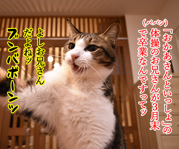 「おかあさんといっしょ」のよしお兄さんが３月末で卒業なんですってッ　猫の写真で４コマ漫画　１コマ目ッ