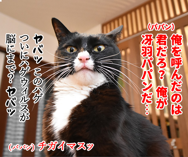 劇場版シティハンターは大ヒット上映中なのよッ　猫の写真で４コマ漫画　１コマ目ッ