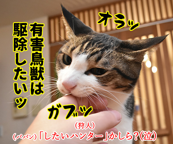 劇場版シティハンターは大ヒット上映中なのよッ　猫の写真で４コマ漫画　３コマ目ッ