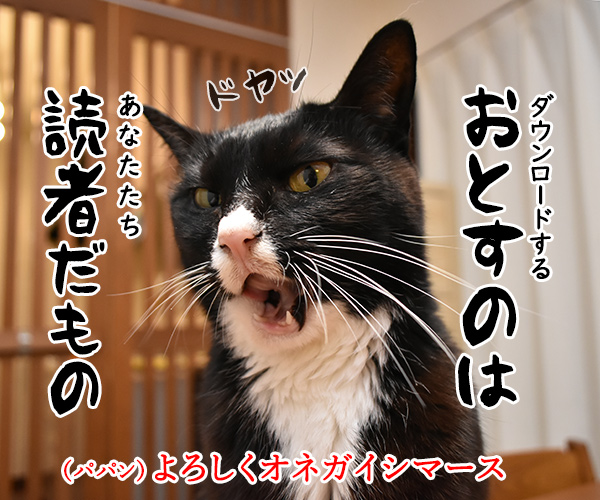 LINEスタンプの第二弾が販売されたのよッ　猫の写真で４コマ漫画　４コマ目ッ