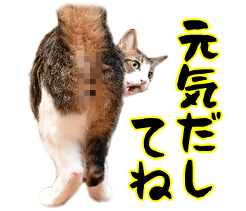 LINEスタンプの第二弾が販売されたのよッ　猫の写真で４コマ漫画　５コマ目ッ