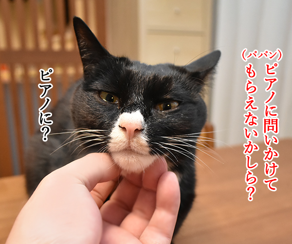 ピアノに問いかけてみて？　猫の写真で４コマ漫画　１コマ目ッ