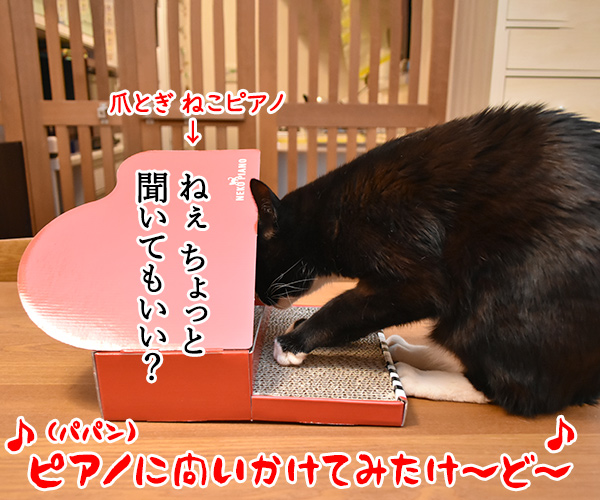 ピアノに問いかけてみて？　猫の写真で４コマ漫画　２コマ目ッ