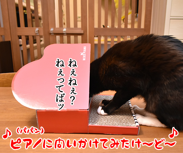 ピアノに問いかけてみて？　猫の写真で４コマ漫画　３コマ目ッ