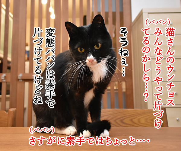 みんなウンチョスはどうやって片づけてるの？　猫の写真で４コマ漫画　１コマ目ッ