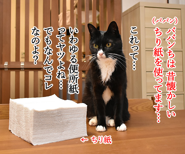 みんなウンチョスはどうやって片づけてるの？　猫の写真で４コマ漫画　３コマ目ッ