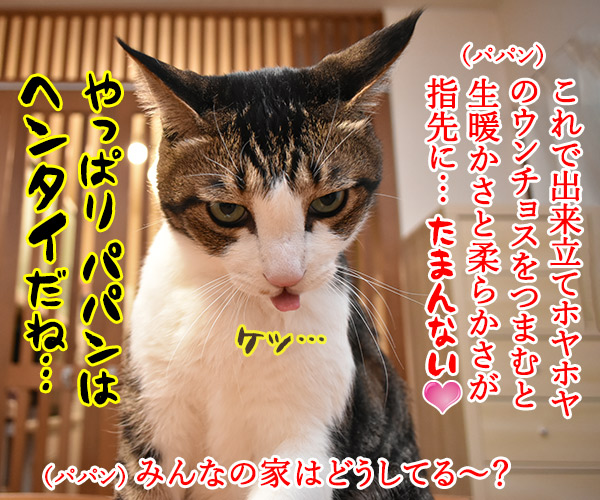 みんなウンチョスはどうやって片づけてるの？　猫の写真で４コマ漫画　４コマ目ッ