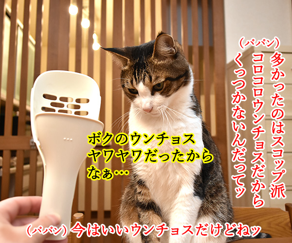 ウンチョスの片づけ方にたくさんコメントいただいたのッ　猫の写真で４コマ漫画　２コマ目ッ