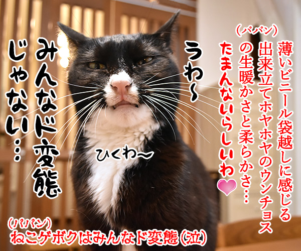 ウンチョスの片づけ方にたくさんコメントいただいたのッ　猫の写真で４コマ漫画　４コマ目ッ