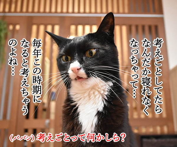 3月9日だから考え事しちゃうの…　猫の写真で４コマ漫画　２コマ目ッ