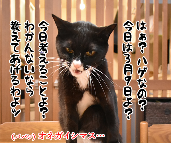 3月9日だから考え事しちゃうの…　猫の写真で４コマ漫画　３コマ目ッ