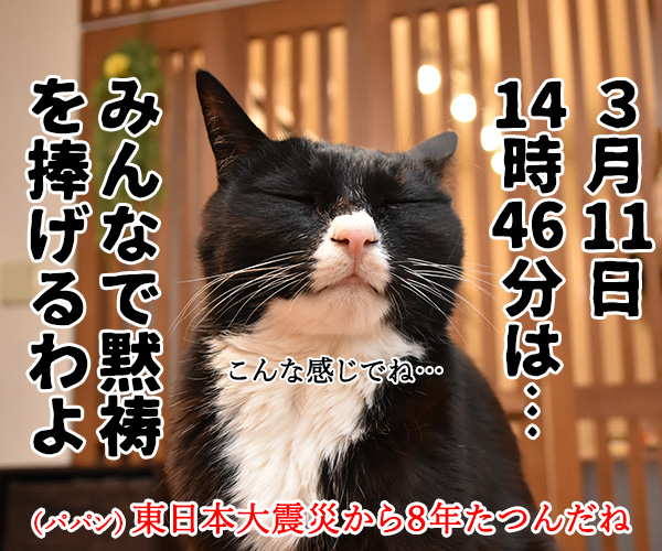 3月11日14時46分は みんなで黙祷を捧げるわよ　猫の写真で４コマ漫画　１コマ目ッ