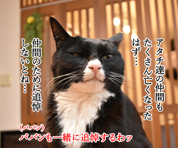 3月11日14時46分は みんなで黙祷を捧げるわよ　猫の写真で４コマ漫画　２コマ目ッ