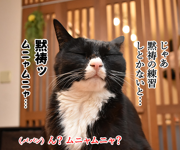 3月11日14時46分は みんなで黙祷を捧げるわよ　猫の写真で４コマ漫画　３コマ目ッ