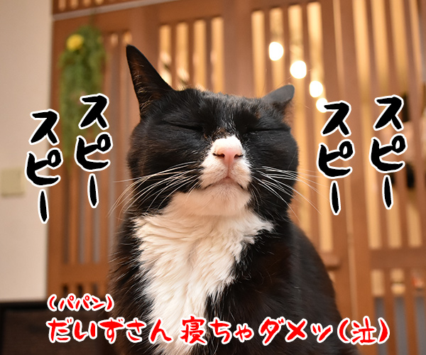 3月11日14時46分は みんなで黙祷を捧げるわよ　猫の写真で４コマ漫画　４コマ目ッ