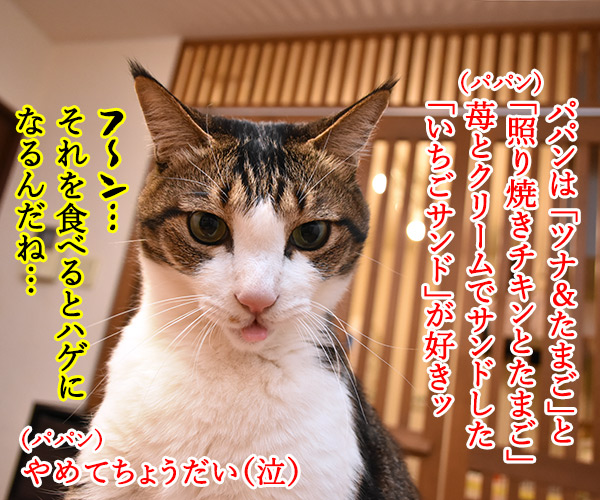 きょうはサンドイッチの日なんですってッ　猫の写真で４コマ漫画　２コマ目ッ