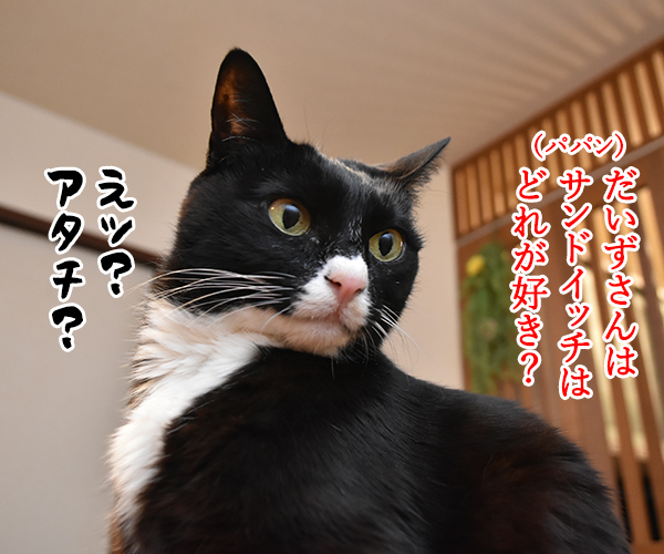 きょうはサンドイッチの日なんですってッ　猫の写真で４コマ漫画　３コマ目ッ