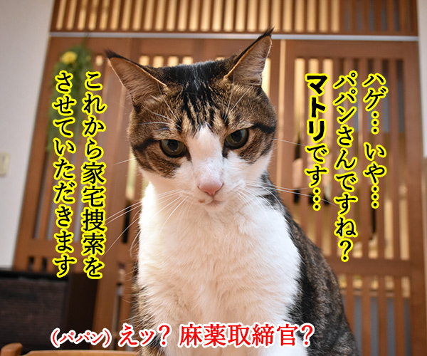 パパンちにマトリが家宅捜索なのッ　猫の写真で４コマ漫画　１コマ目ッ