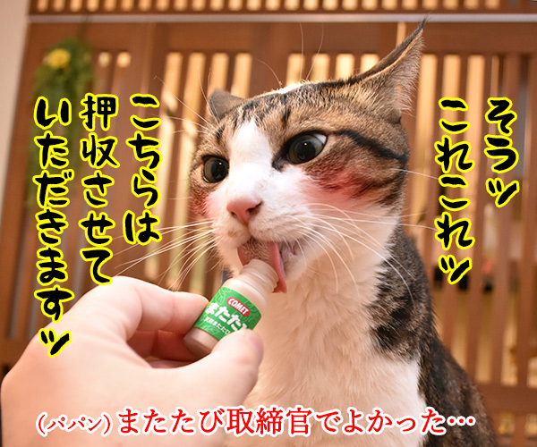 パパンちにマトリが家宅捜索なのッ　猫の写真で４コマ漫画　２コマ目ッ