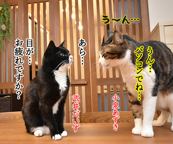 ハズキルーペのCMって知ってる？　猫の写真で４コマ漫画　３コマ目ッ