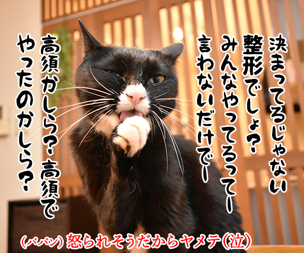 今日は東京ディ〇ニーランドが開園した日なんですってッ　猫の写真で４コマ漫画　４コマ目ッ