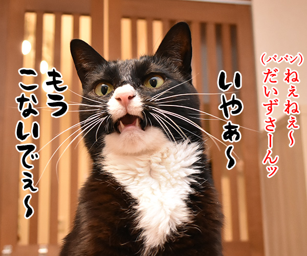 もう こないでって言わないでッ　猫の写真で４コマ漫画　２コマ目ッ