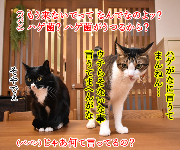 もう こないでって言わないでッ　猫の写真で４コマ漫画　３コマ目ッ