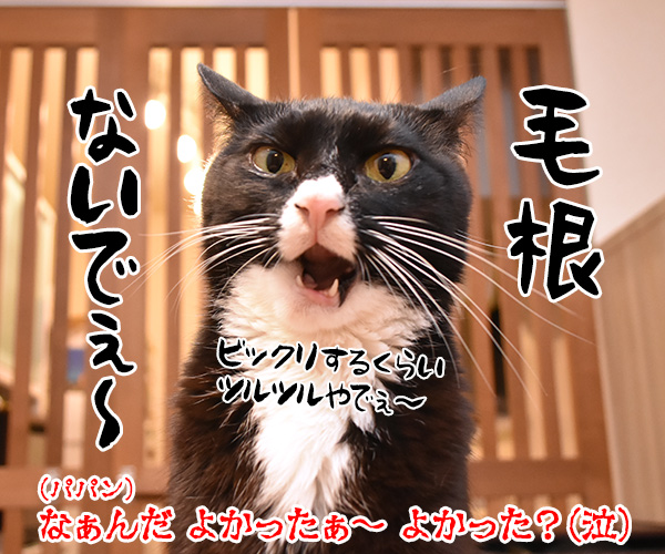 もう こないでって言わないでッ　猫の写真で４コマ漫画　４コマ目ッ