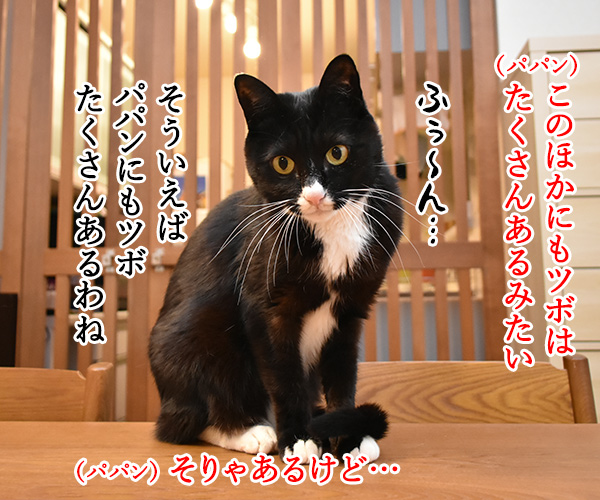 猫さんにもツボがあるんですってッ　猫の写真で４コマ漫画　３コマ目ッ